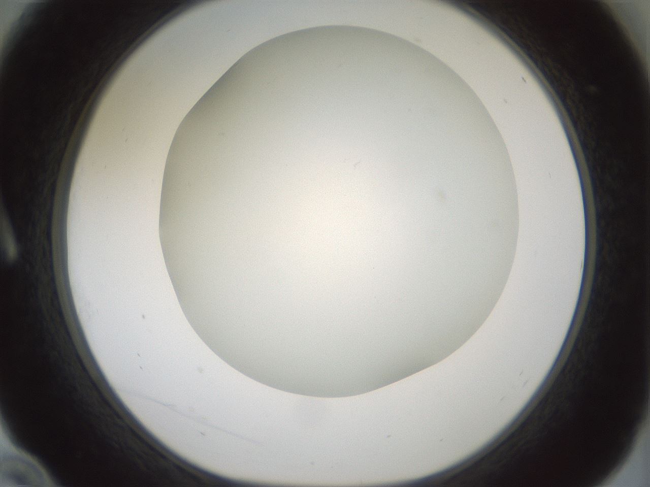 folderID370_plateID1370_batchID4736_wellNum10_profileID1_d1_r83545_ef.jpg