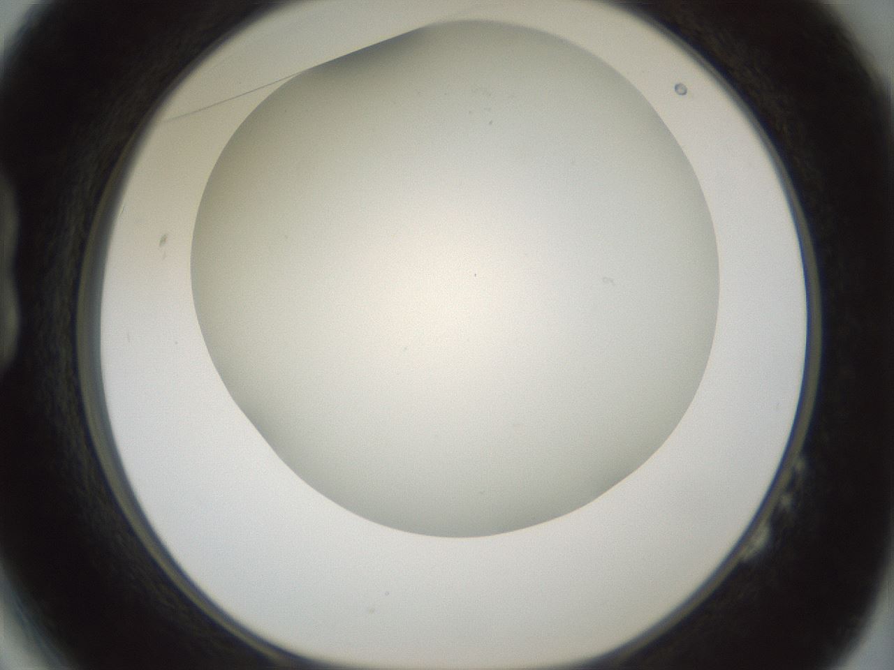folderID370_plateID1370_batchID4736_wellNum14_profileID1_d1_r83549_ef.jpg