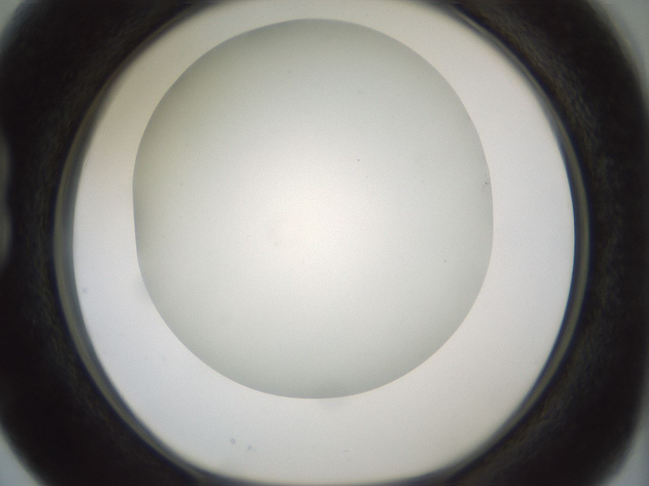folderID370_plateID1370_batchID4736_wellNum15_profileID1_d1_r83550_ef.jpg