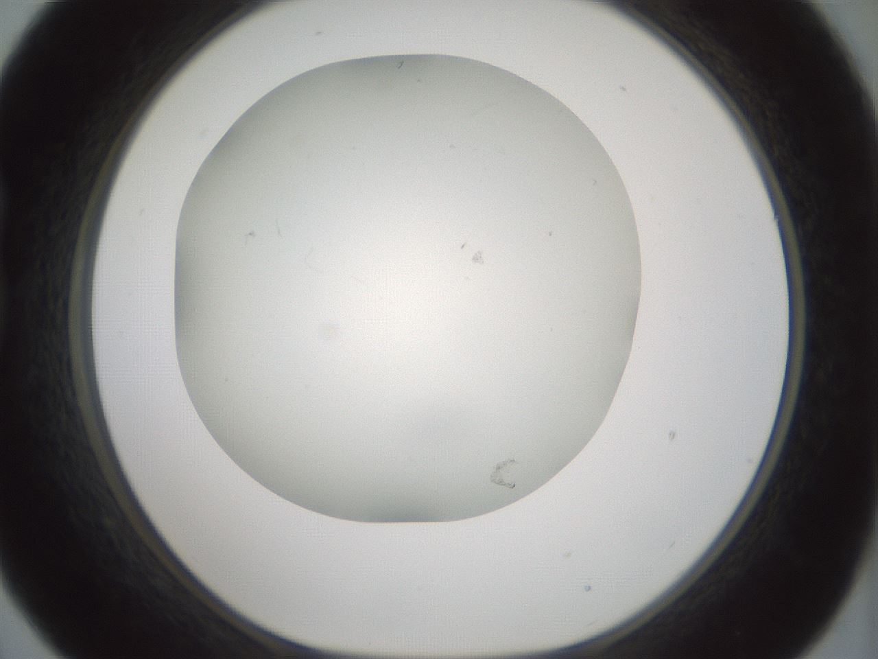 folderID370_plateID1370_batchID4736_wellNum21_profileID1_d1_r83556_ef.jpg