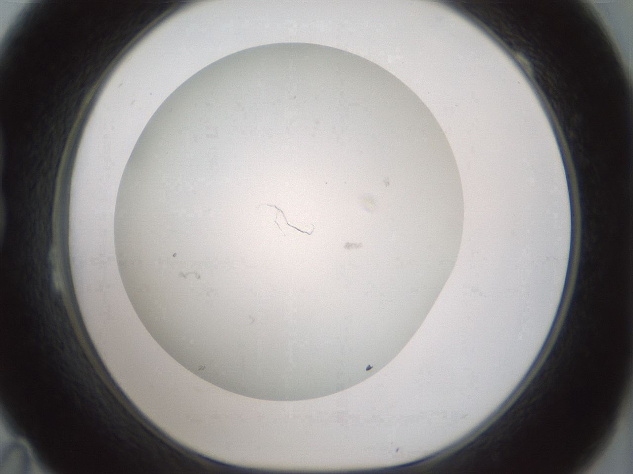 folderID370_plateID1370_batchID4736_wellNum23_profileID1_d1_r83558_ef.jpg