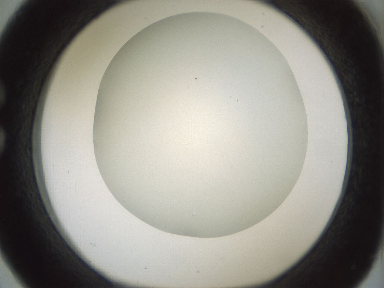 folderID370_plateID1370_batchID4736_wellNum26_profileID1_d1_r83561_ef.jpg