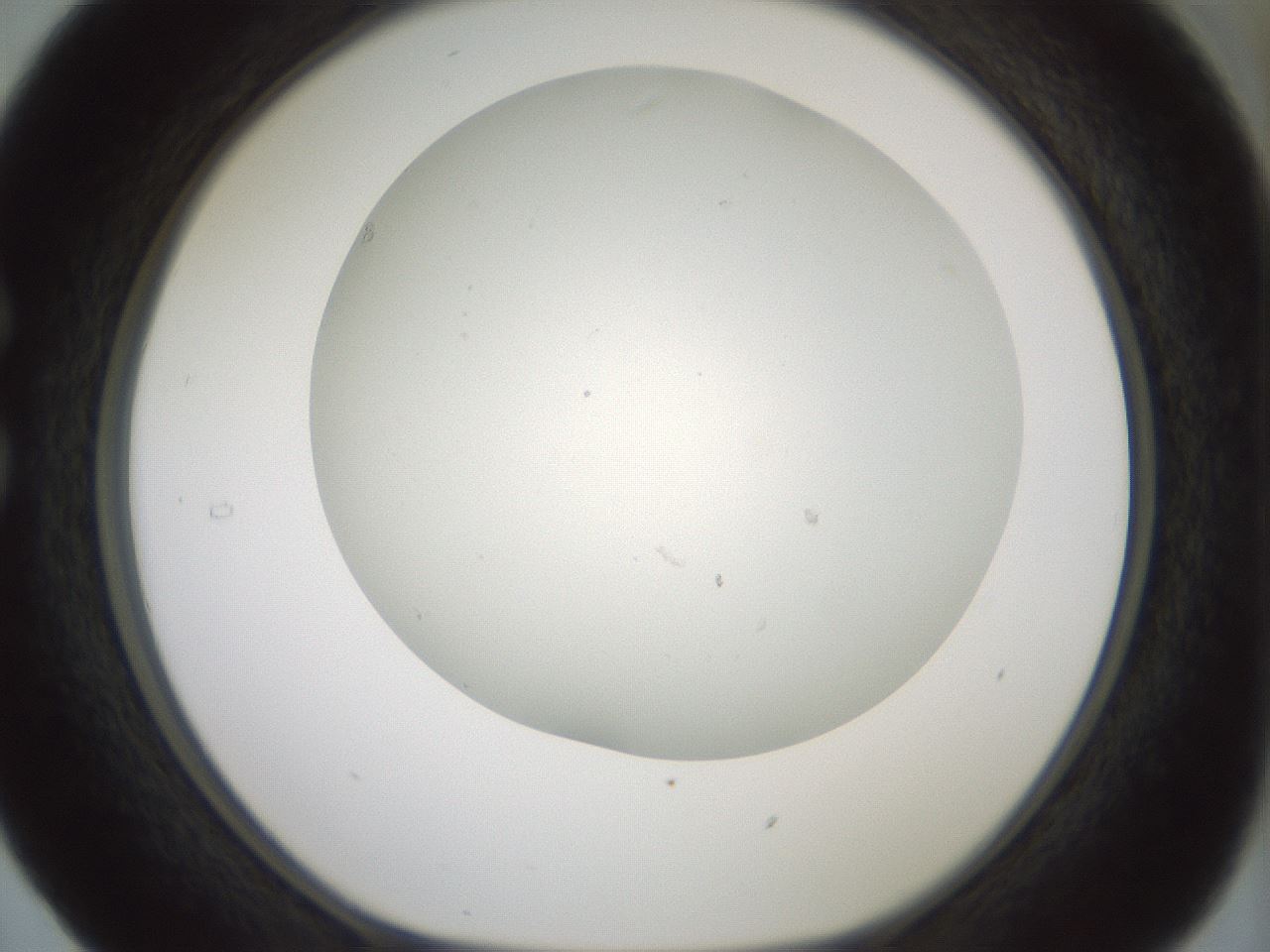 folderID370_plateID1370_batchID4736_wellNum29_profileID1_d1_r83564_ef.jpg