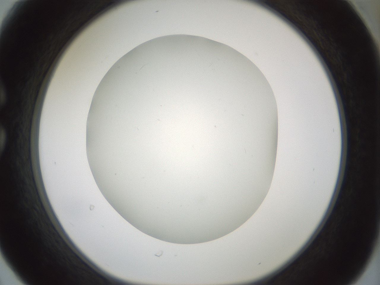folderID370_plateID1370_batchID4736_wellNum30_profileID1_d1_r83565_ef.jpg