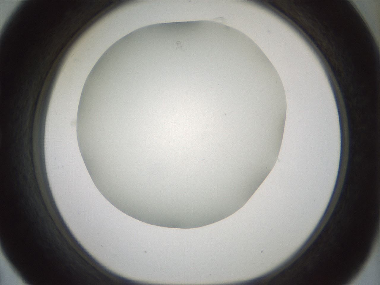 folderID370_plateID1370_batchID4736_wellNum31_profileID1_d1_r83566_ef.jpg