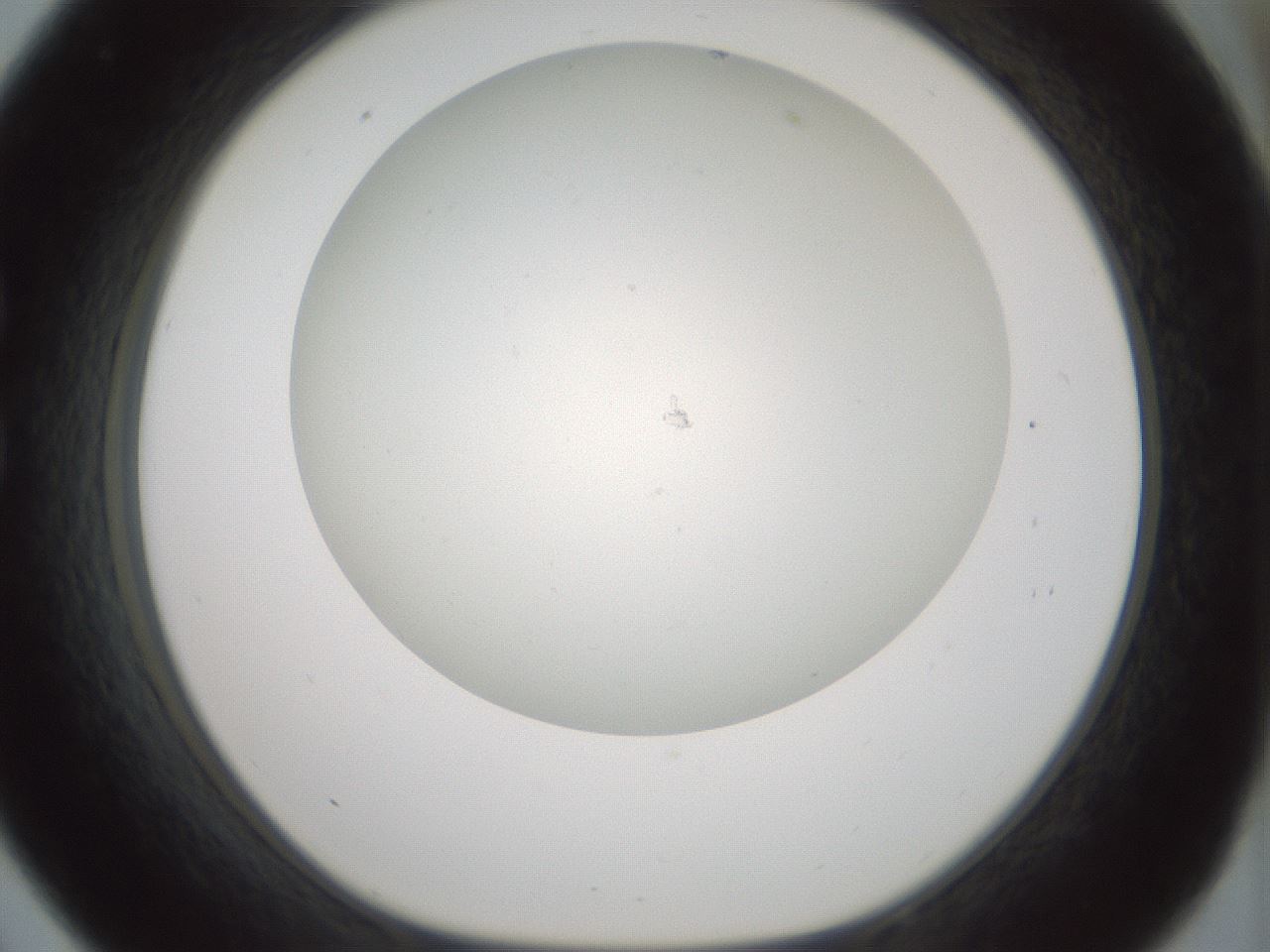 folderID370_plateID1370_batchID4736_wellNum33_profileID1_d1_r83568_ef.jpg