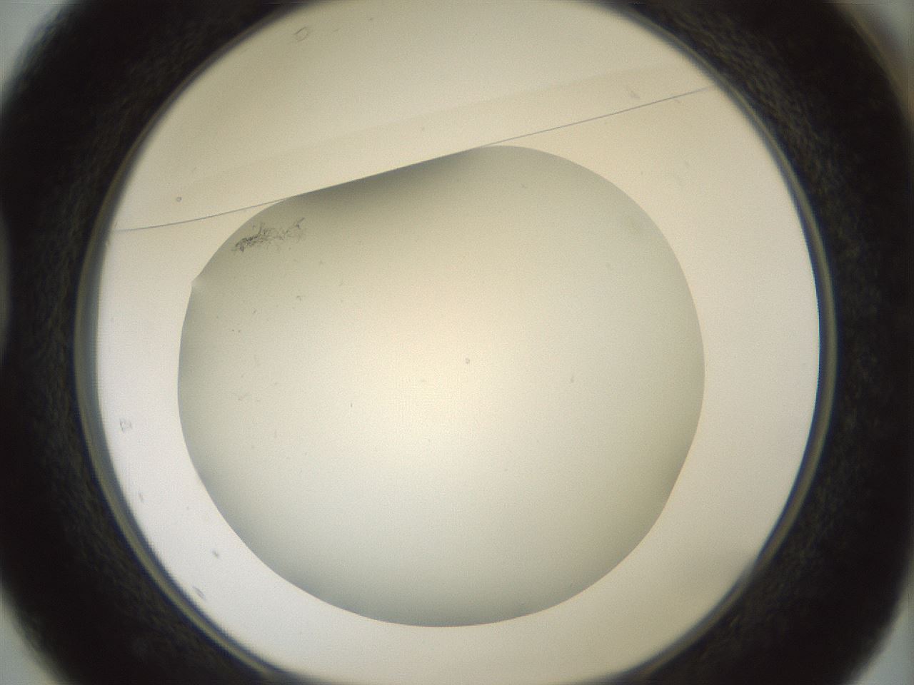folderID370_plateID1370_batchID4736_wellNum37_profileID1_d1_r83572_ef.jpg
