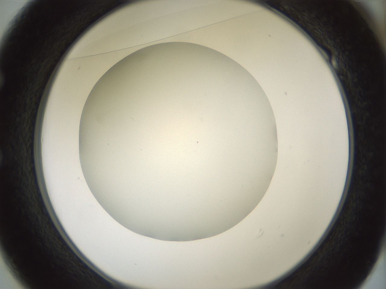 folderID370_plateID1370_batchID4736_wellNum49_profileID1_d1_r83584_ef.jpg