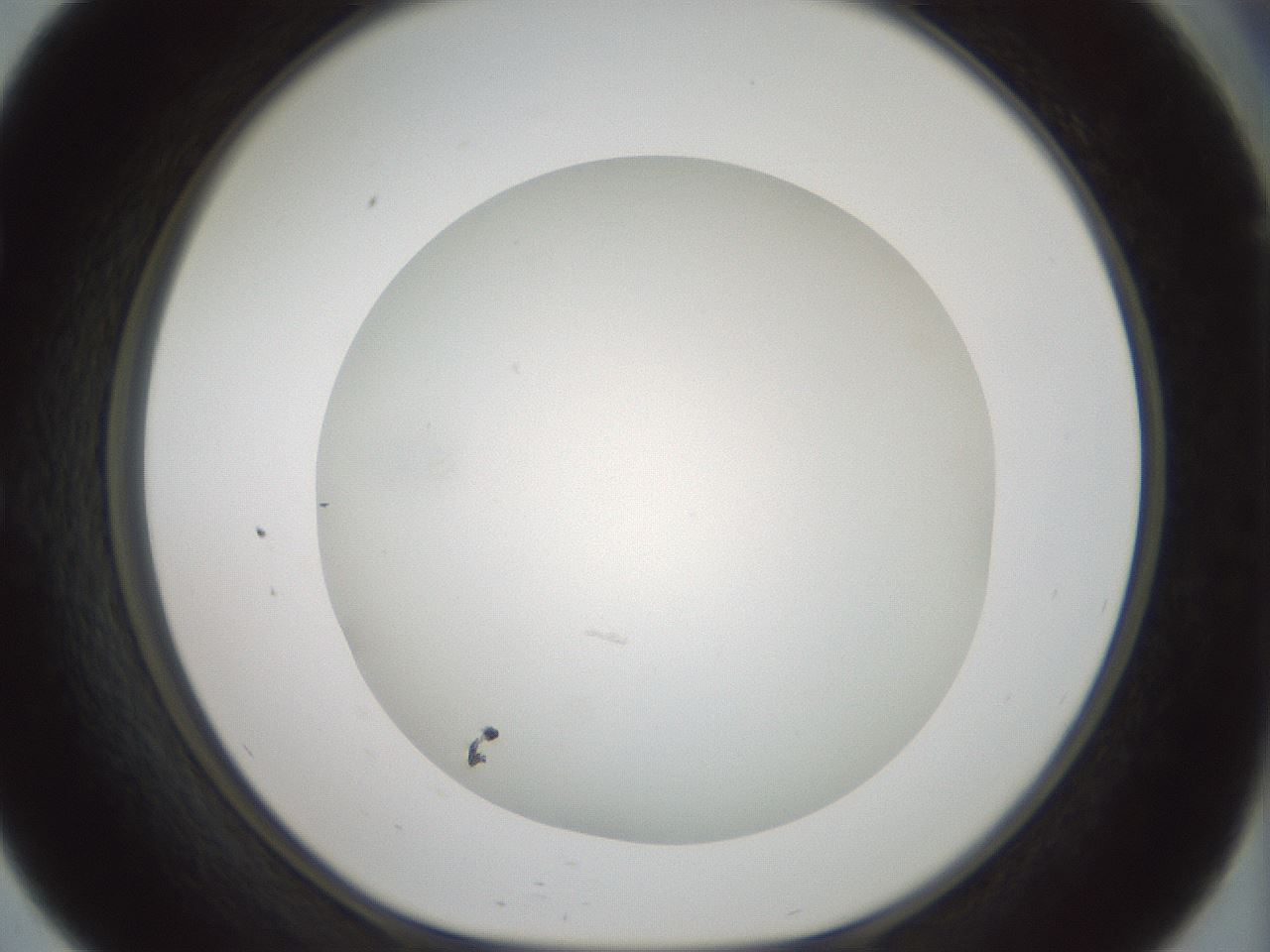 folderID370_plateID1370_batchID4736_wellNum57_profileID1_d1_r83592_ef.jpg