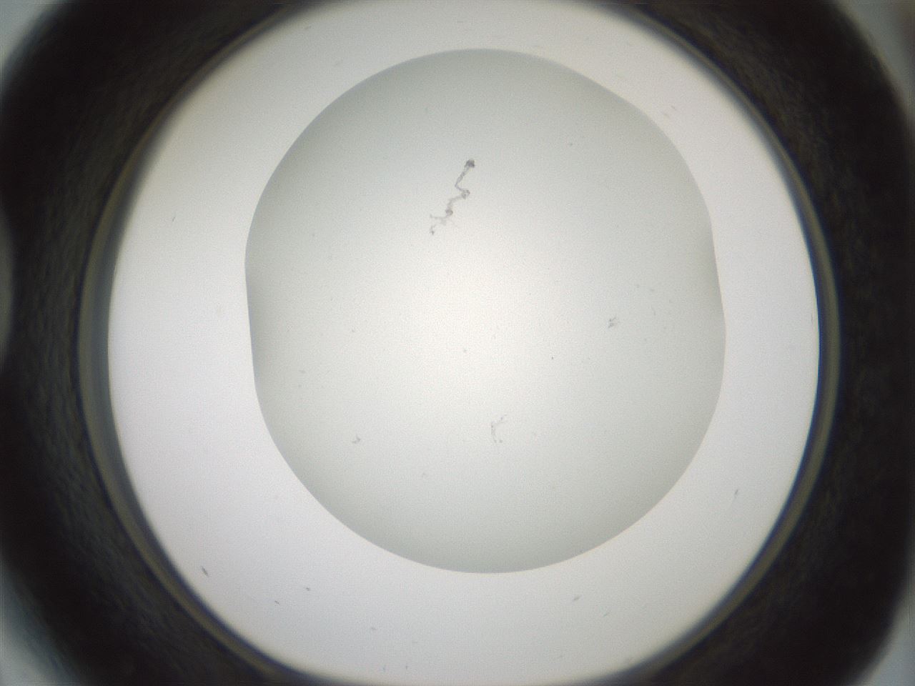 folderID370_plateID1370_batchID4736_wellNum41_profileID1_d1_r83576_ef.jpg