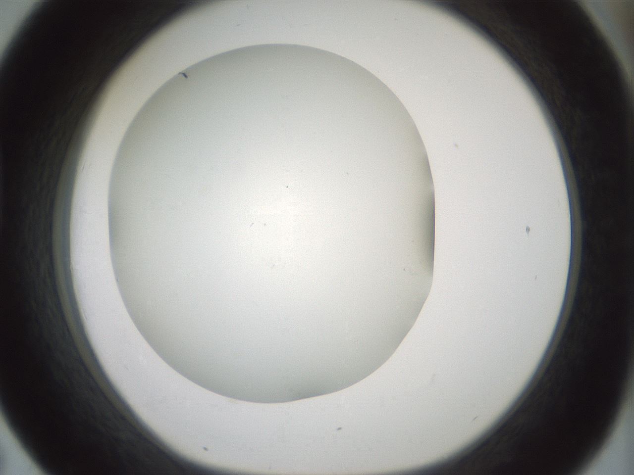 folderID370_plateID1370_batchID4736_wellNum43_profileID1_d1_r83578_ef.jpg