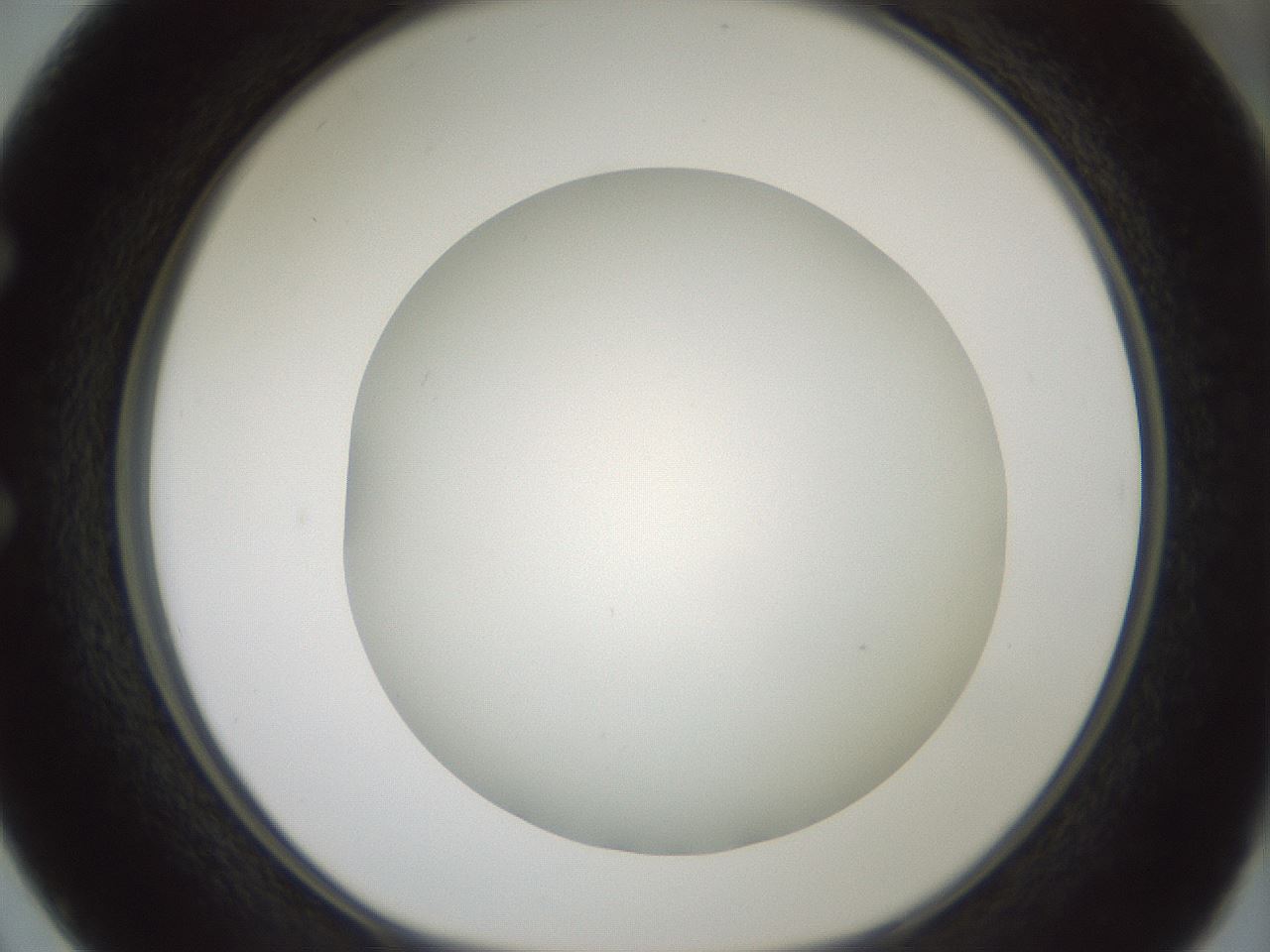 folderID370_plateID1370_batchID4736_wellNum50_profileID1_d1_r83585_ef.jpg