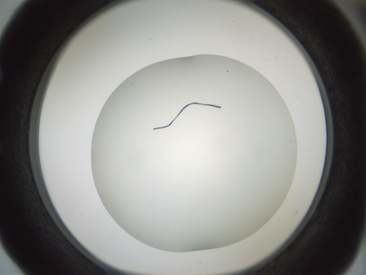 folderID370_plateID1370_batchID4736_wellNum52_profileID1_d1_r83587_ef.jpg