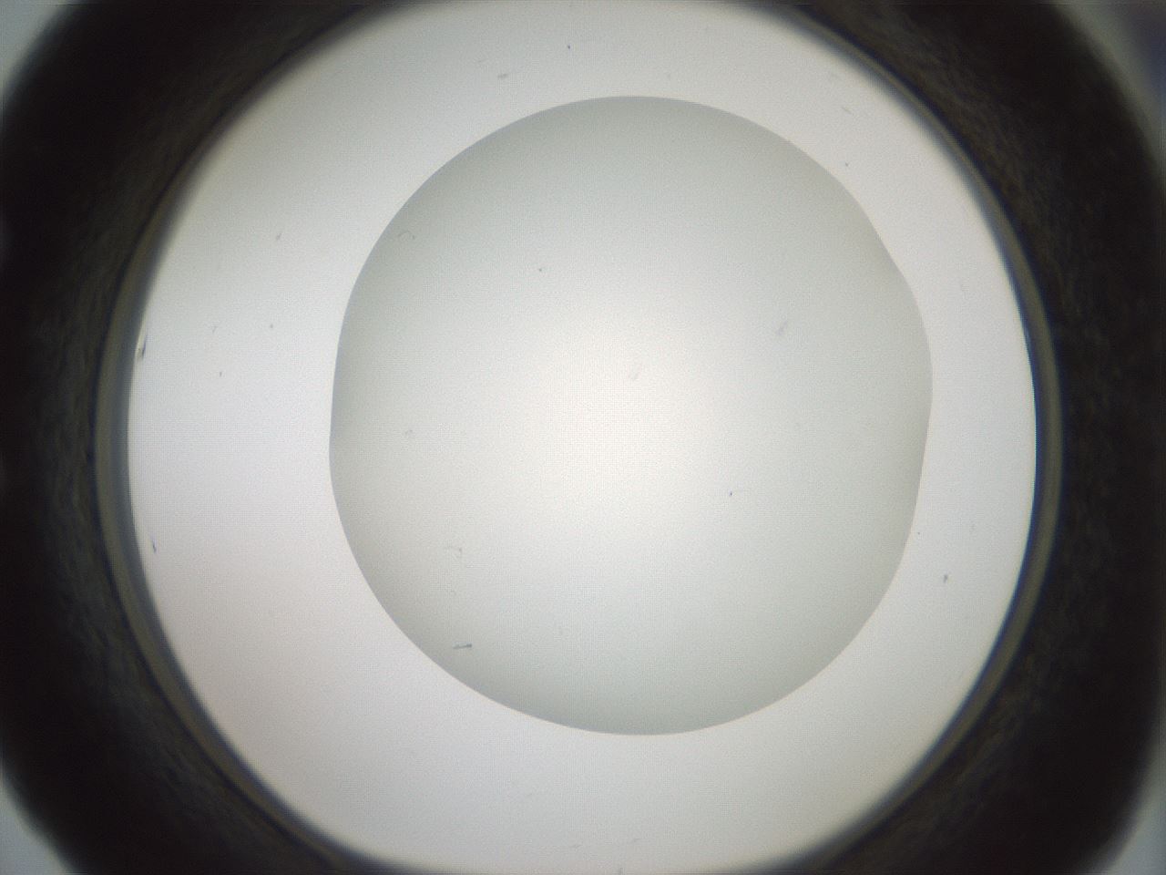 folderID370_plateID1370_batchID4736_wellNum53_profileID1_d1_r83588_ef.jpg