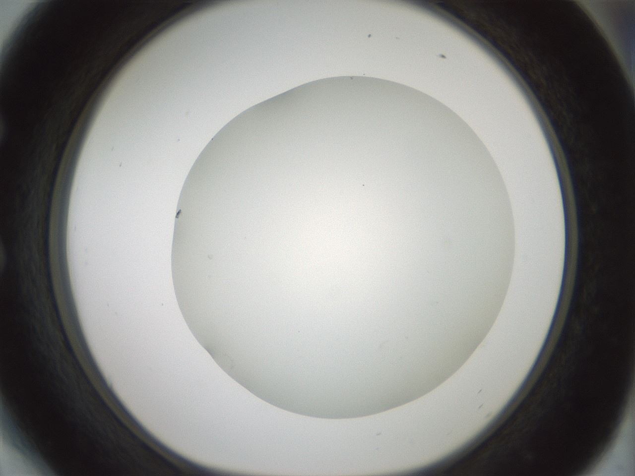 folderID370_plateID1370_batchID4736_wellNum54_profileID1_d1_r83589_ef.jpg