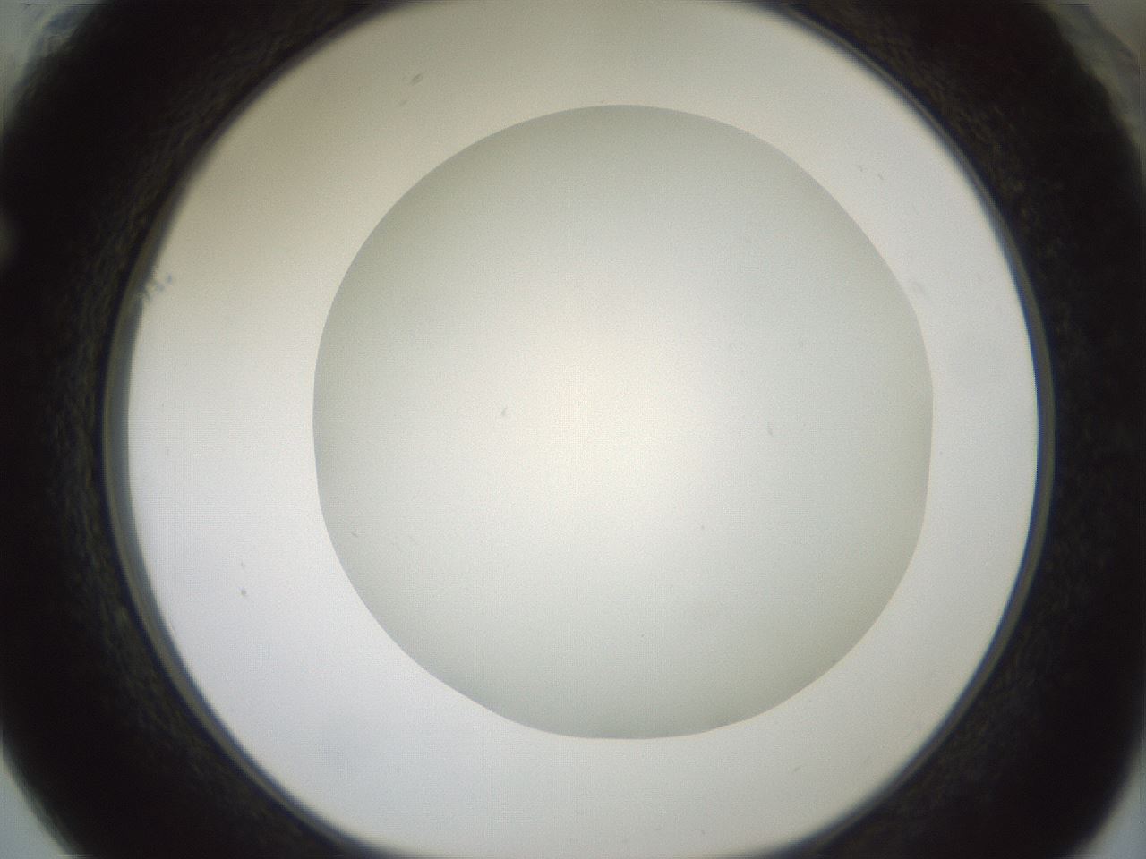 folderID370_plateID1370_batchID4736_wellNum61_profileID1_d1_r83596_ef.jpg