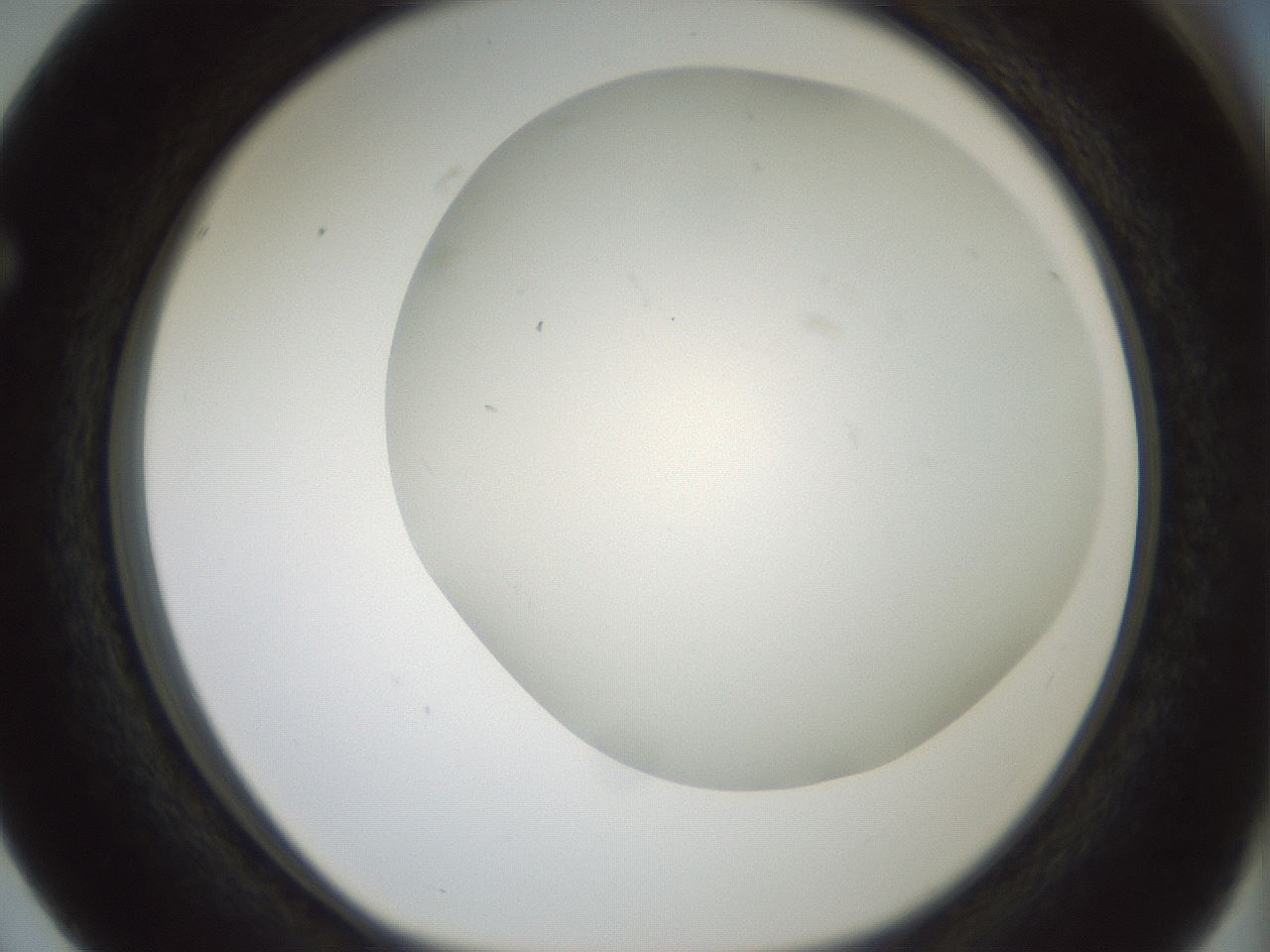 folderID370_plateID1370_batchID4736_wellNum63_profileID1_d1_r83598_ef.jpg