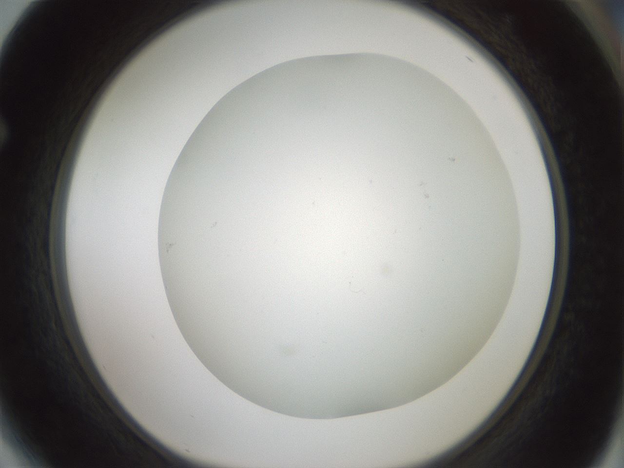 folderID370_plateID1370_batchID4736_wellNum64_profileID1_d1_r83599_ef.jpg