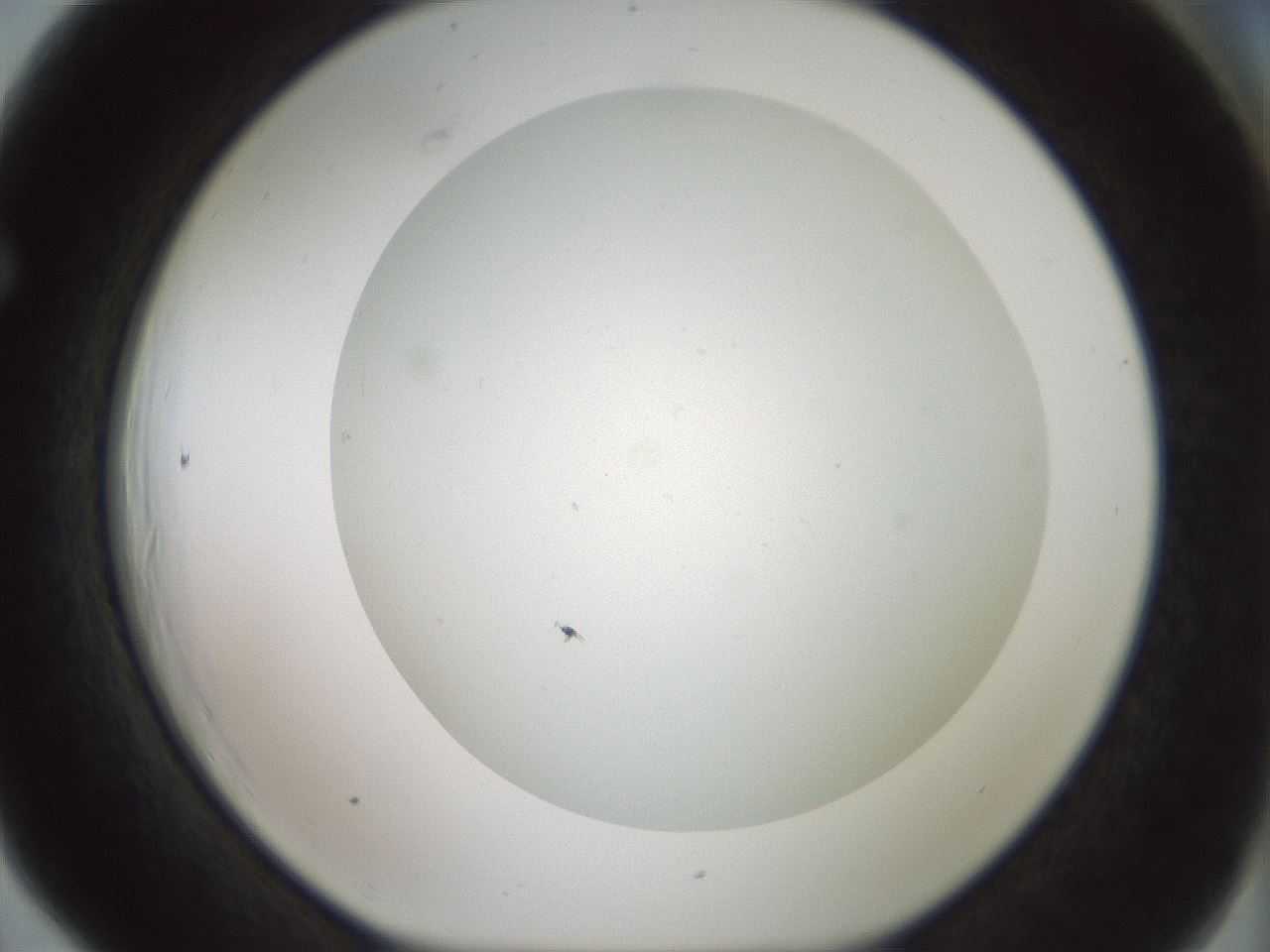folderID370_plateID1370_batchID4736_wellNum66_profileID1_d1_r83601_ef.jpg