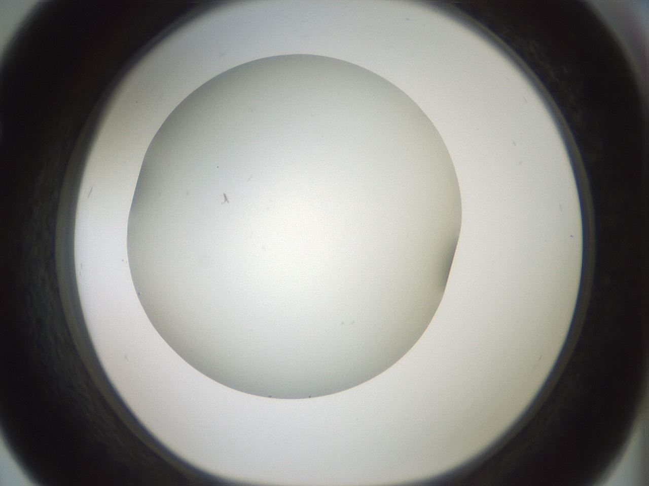 folderID370_plateID1370_batchID4736_wellNum67_profileID1_d1_r83602_ef.jpg