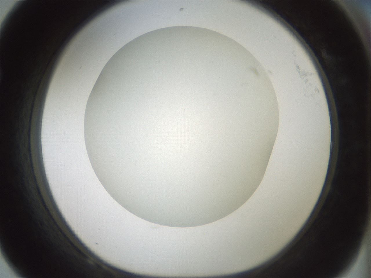 folderID370_plateID1370_batchID4736_wellNum68_profileID1_d1_r83603_ef.jpg