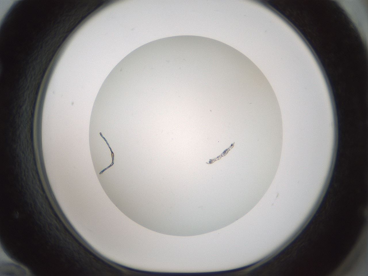 folderID370_plateID1370_batchID4736_wellNum72_profileID1_d1_r83607_ef.jpg