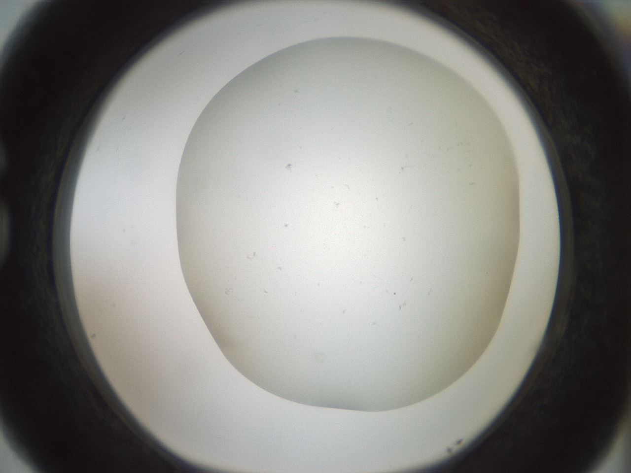 folderID370_plateID1370_batchID4736_wellNum77_profileID1_d1_r83612_ef.jpg