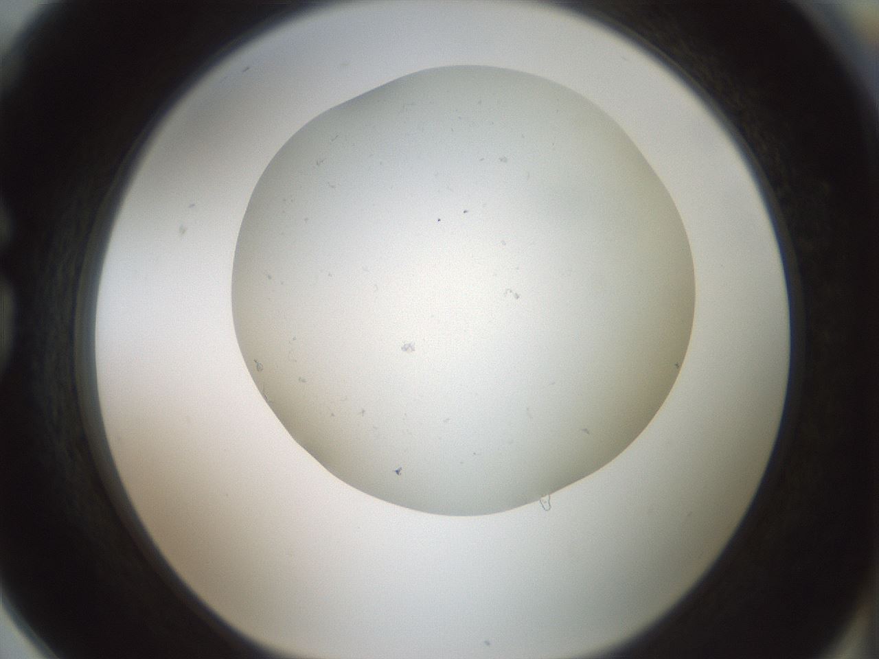 folderID370_plateID1370_batchID4736_wellNum78_profileID1_d1_r83613_ef.jpg