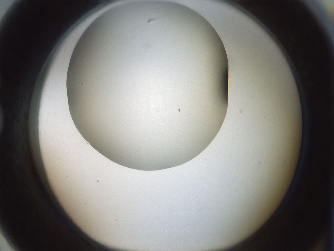 folderID370_plateID1370_batchID4736_wellNum79_profileID1_d1_r83614_ef.jpg