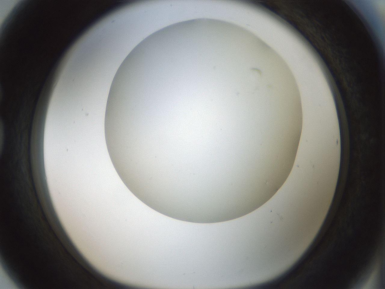 folderID370_plateID1370_batchID4736_wellNum80_profileID1_d1_r83615_ef.jpg