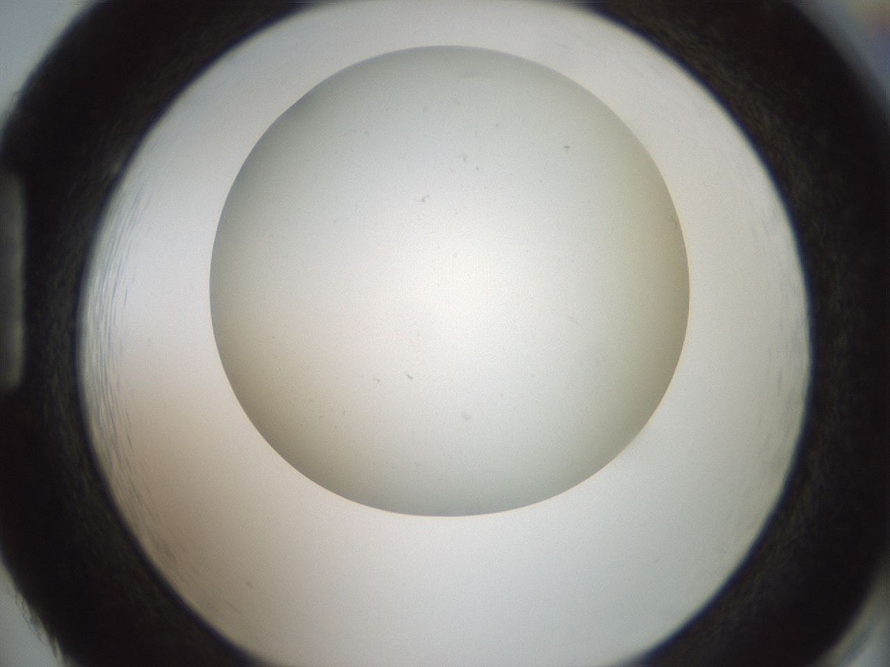 folderID370_plateID1370_batchID4736_wellNum86_profileID1_d1_r83621_ef.jpg
