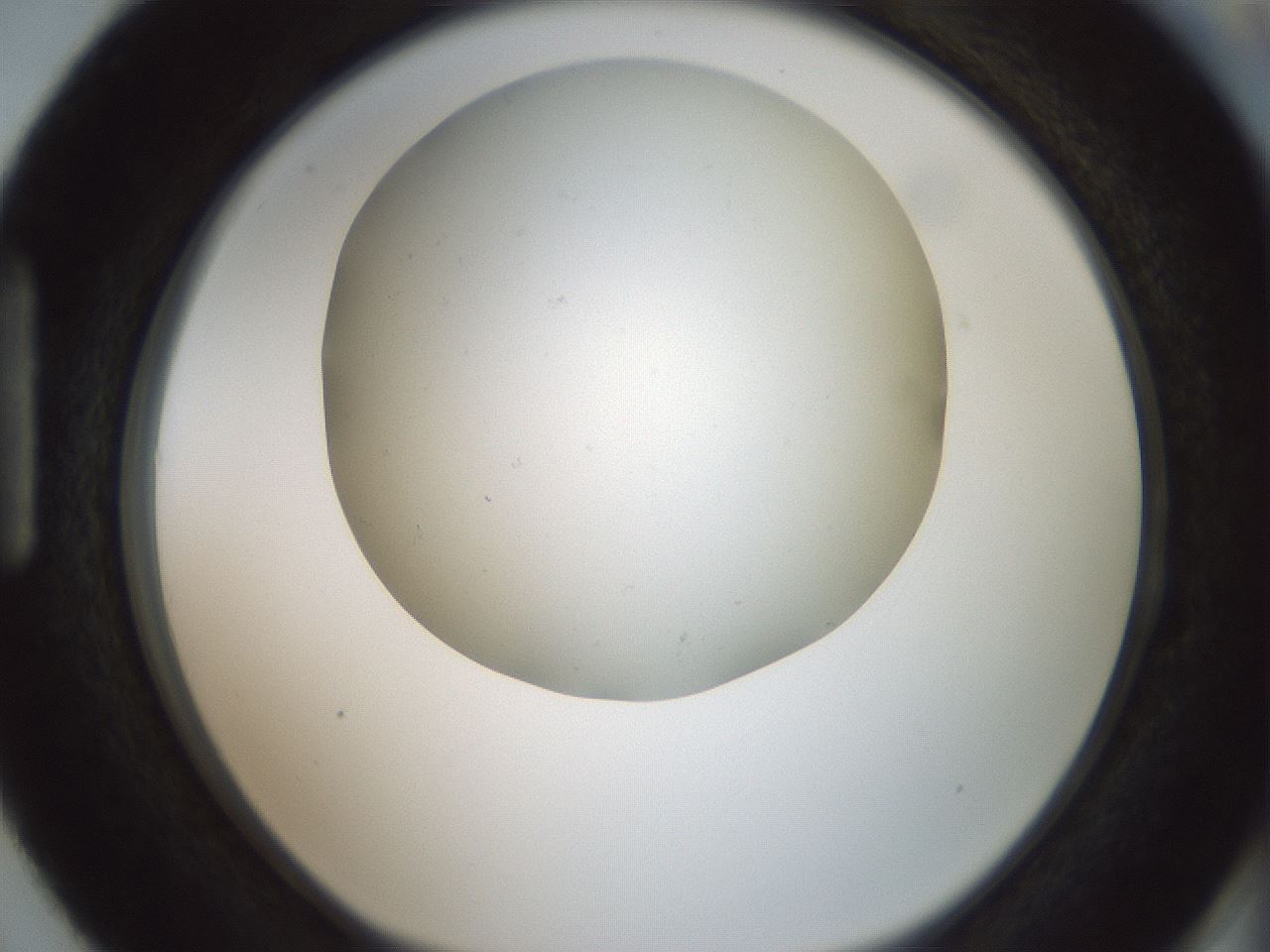 folderID370_plateID1370_batchID4736_wellNum87_profileID1_d1_r83622_ef.jpg