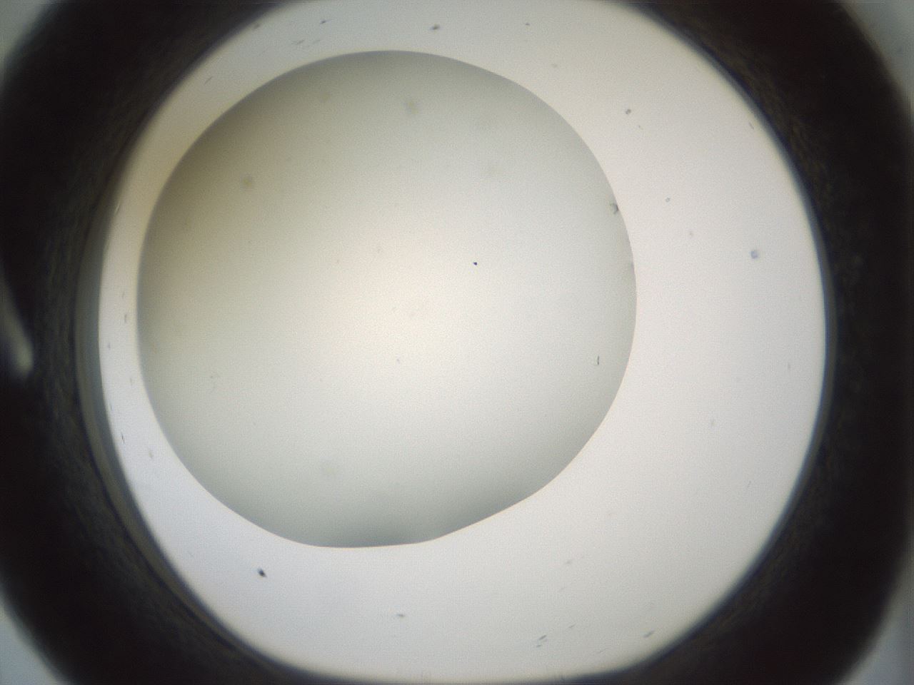 folderID370_plateID1370_batchID4736_wellNum8_profileID1_d1_r83543_ef.jpg