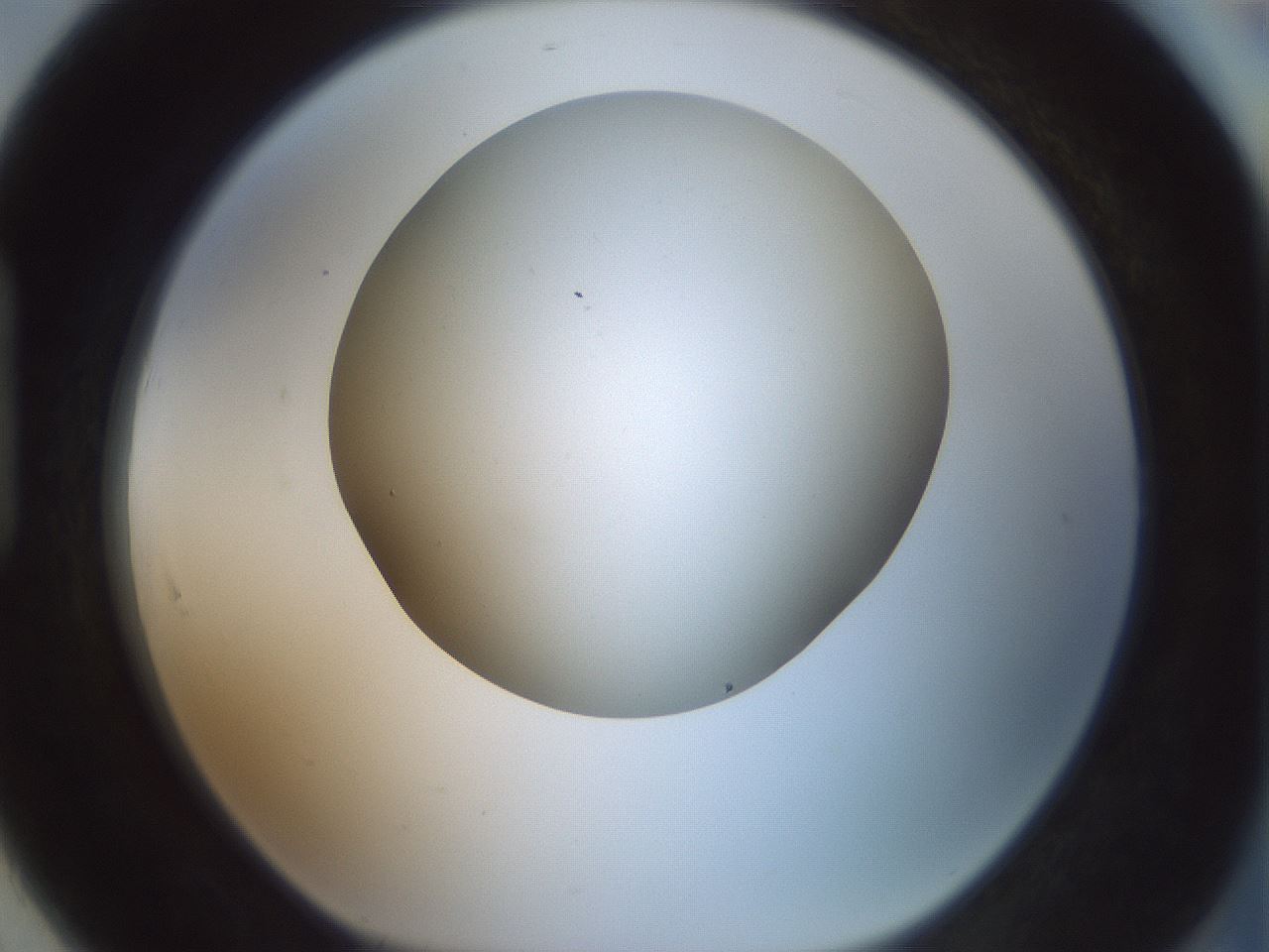 folderID370_plateID1370_batchID4736_wellNum91_profileID1_d1_r83626_ef.jpg