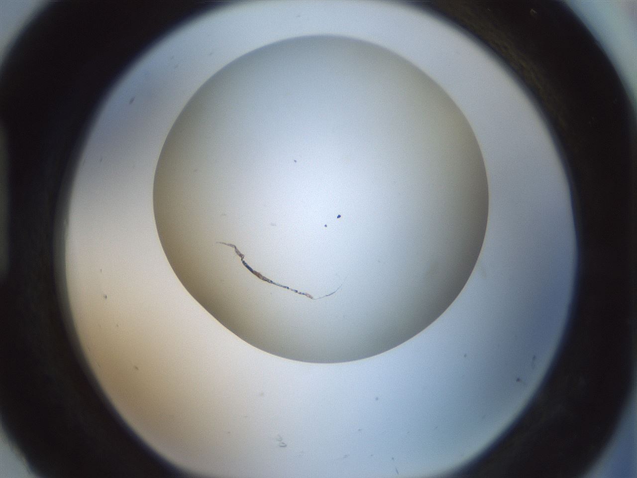 folderID370_plateID1370_batchID4736_wellNum92_profileID1_d1_r83627_ef.jpg