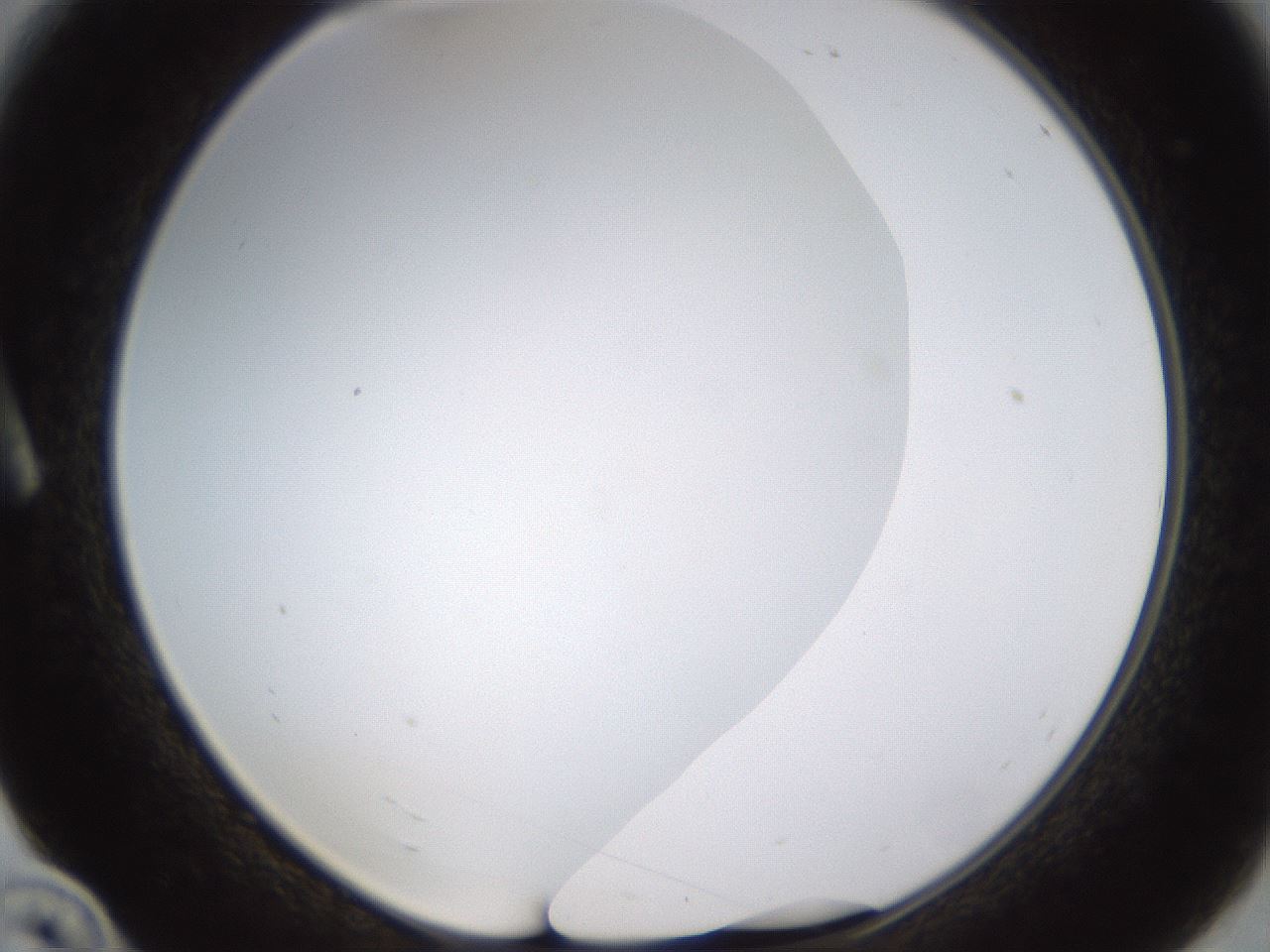 folderID371_plateID1371_batchID4735_wellNum10_profileID1_d1_r83449_ef.jpg