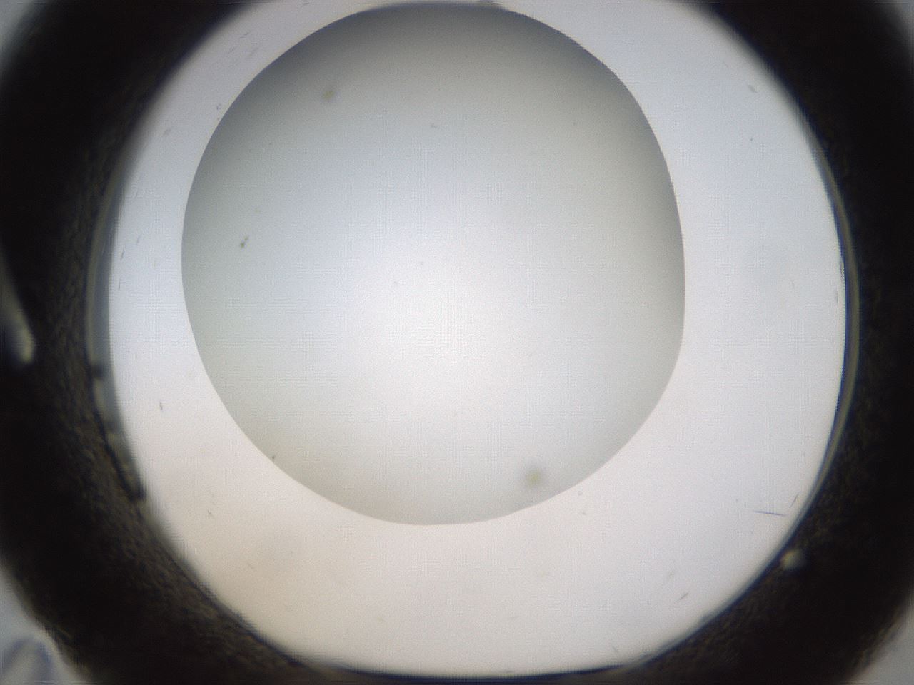 folderID371_plateID1371_batchID4735_wellNum11_profileID1_d1_r83450_ef.jpg
