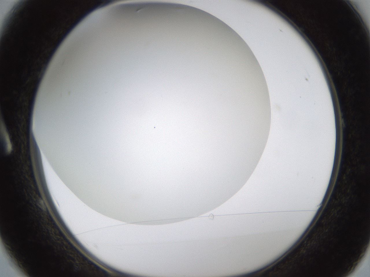 folderID371_plateID1371_batchID4735_wellNum1_profileID1_d1_r83440_ef.jpg