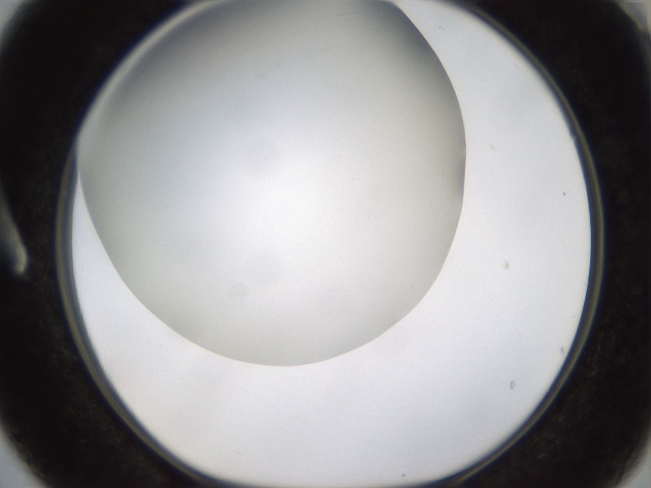 folderID371_plateID1371_batchID4735_wellNum3_profileID1_d1_r83442_ef.jpg