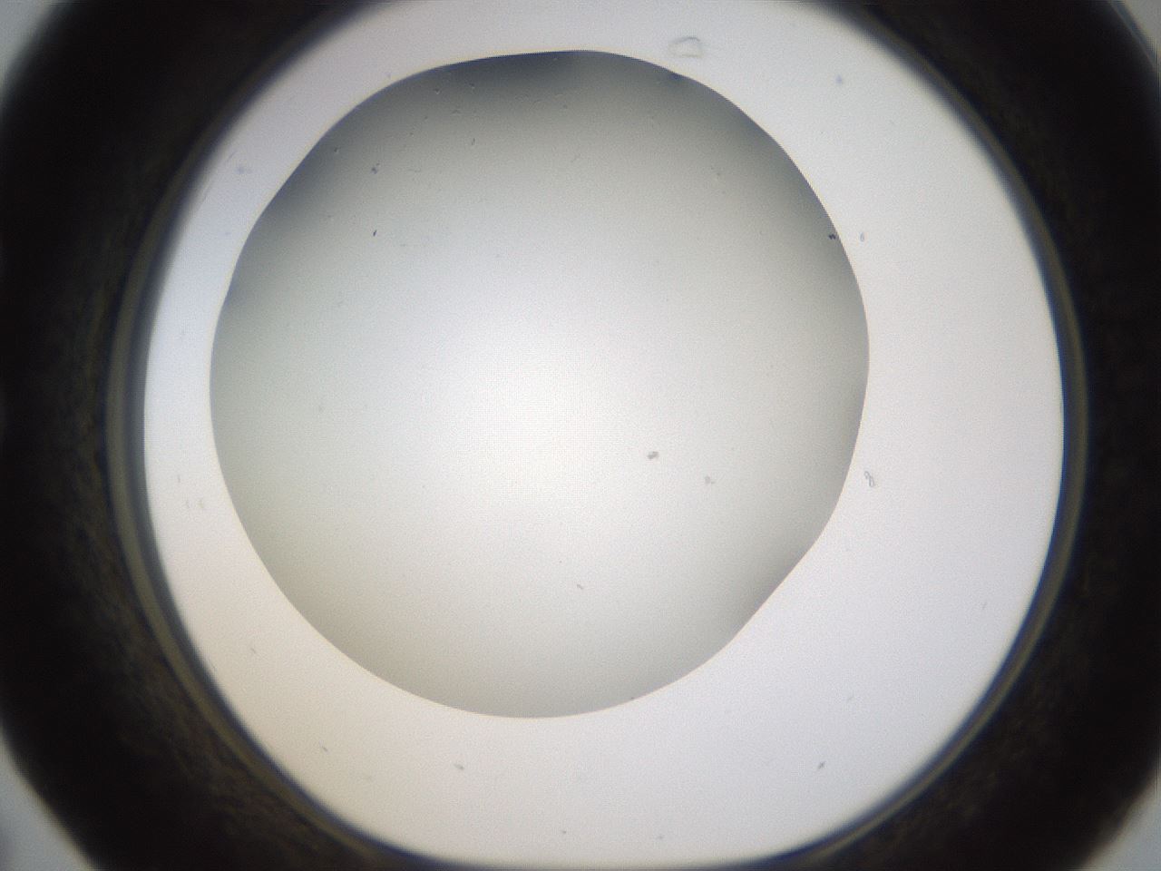 folderID371_plateID1371_batchID4735_wellNum31_profileID1_d1_r83470_ef.jpg