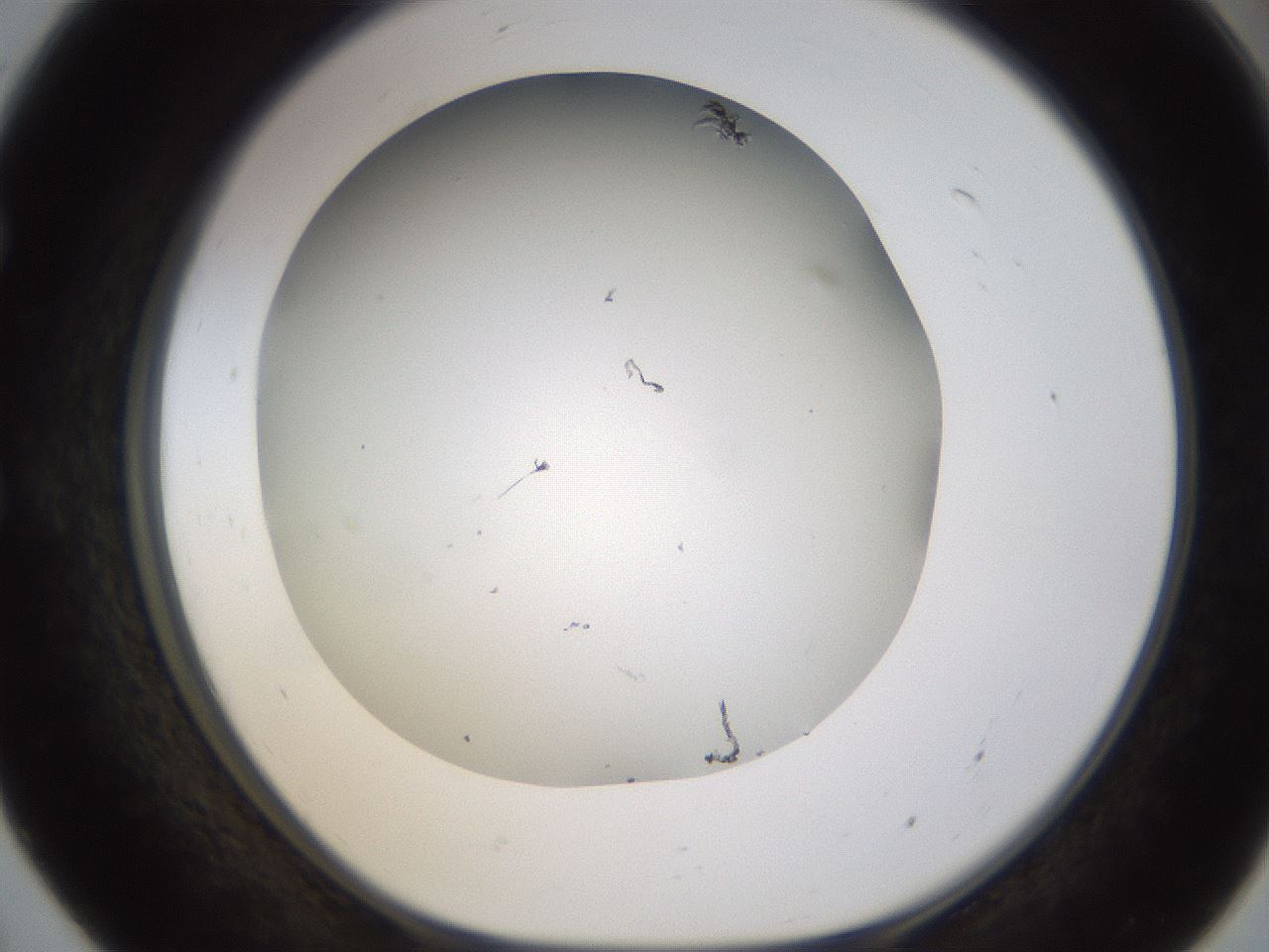 folderID371_plateID1371_batchID4735_wellNum55_profileID1_d1_r83494_ef.jpg