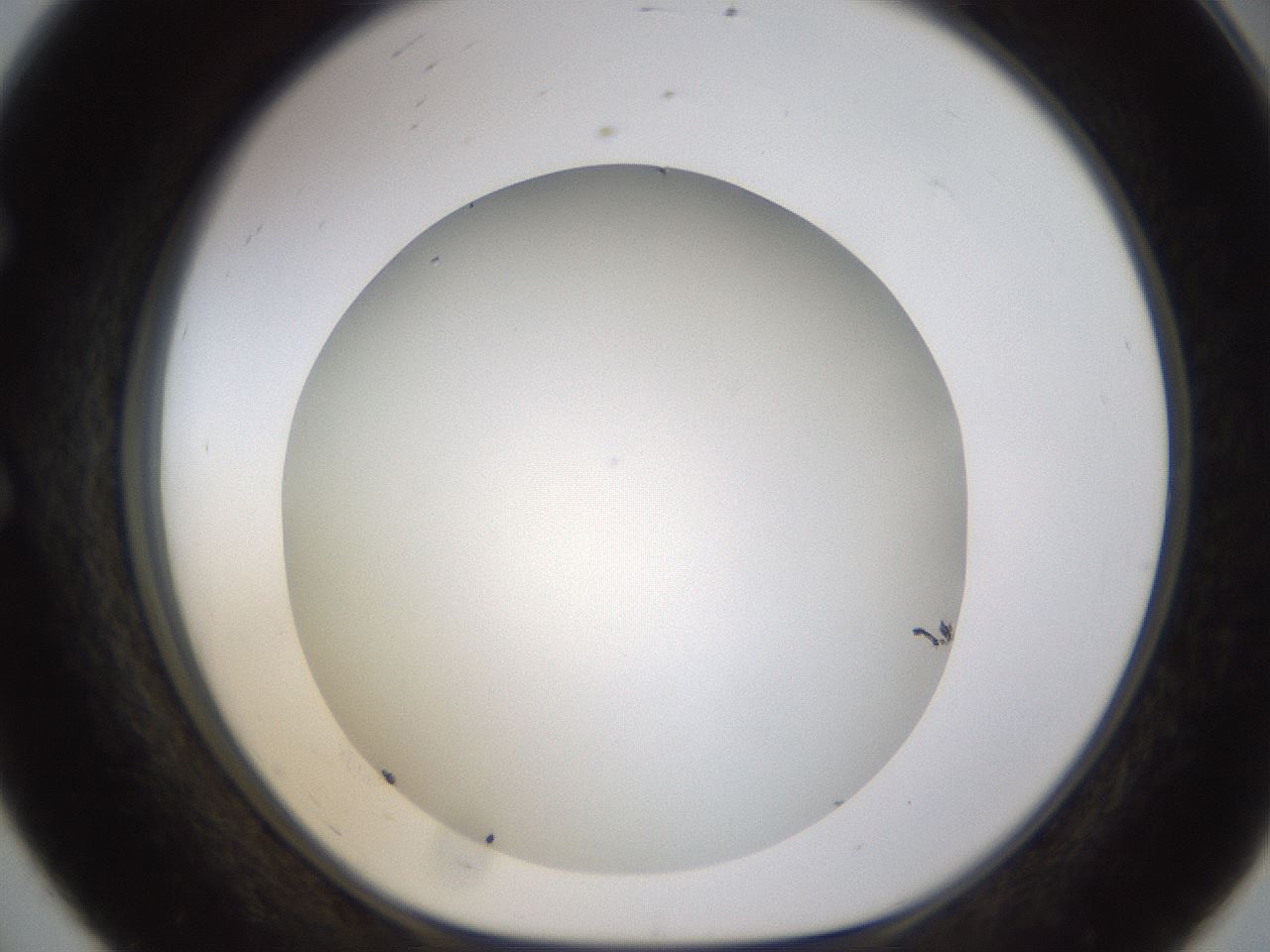 folderID371_plateID1371_batchID4735_wellNum56_profileID1_d1_r83495_ef.jpg
