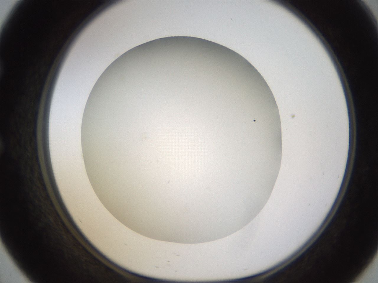 folderID371_plateID1371_batchID4735_wellNum57_profileID1_d1_r83496_ef.jpg