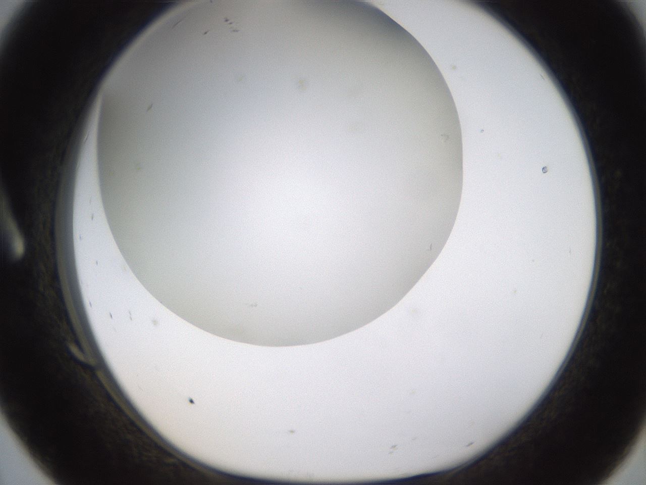 folderID371_plateID1371_batchID4735_wellNum8_profileID1_d1_r83447_ef.jpg