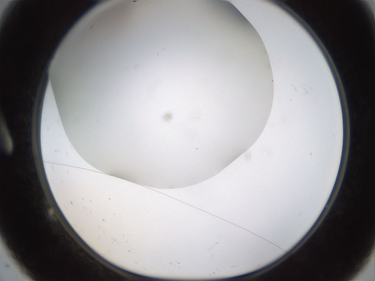 folderID371_plateID1371_batchID4735_wellNum9_profileID1_d1_r83448_ef.jpg