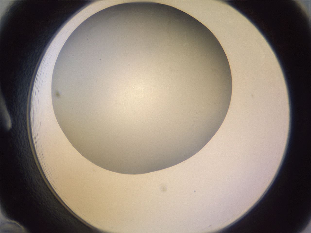 folderID372_plateID1372_batchID4734_wellNum12_profileID1_d1_r83355_ef.jpg