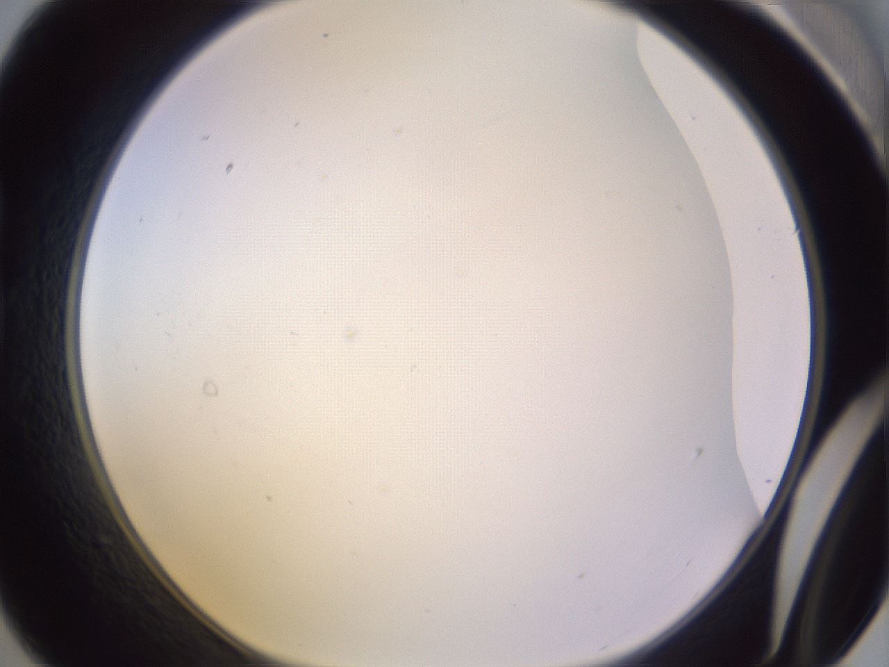 folderID372_plateID1372_batchID4734_wellNum21_profileID1_d1_r83364_ef.jpg