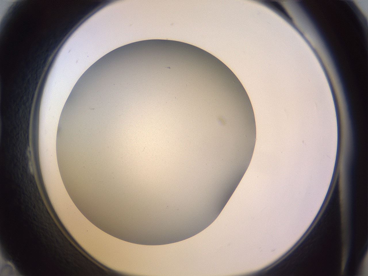 folderID372_plateID1372_batchID4734_wellNum23_profileID1_d1_r83366_ef.jpg