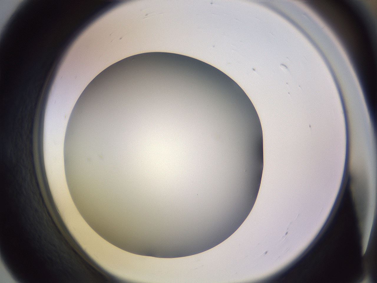 folderID372_plateID1372_batchID4734_wellNum55_profileID1_d1_r83398_ef.jpg