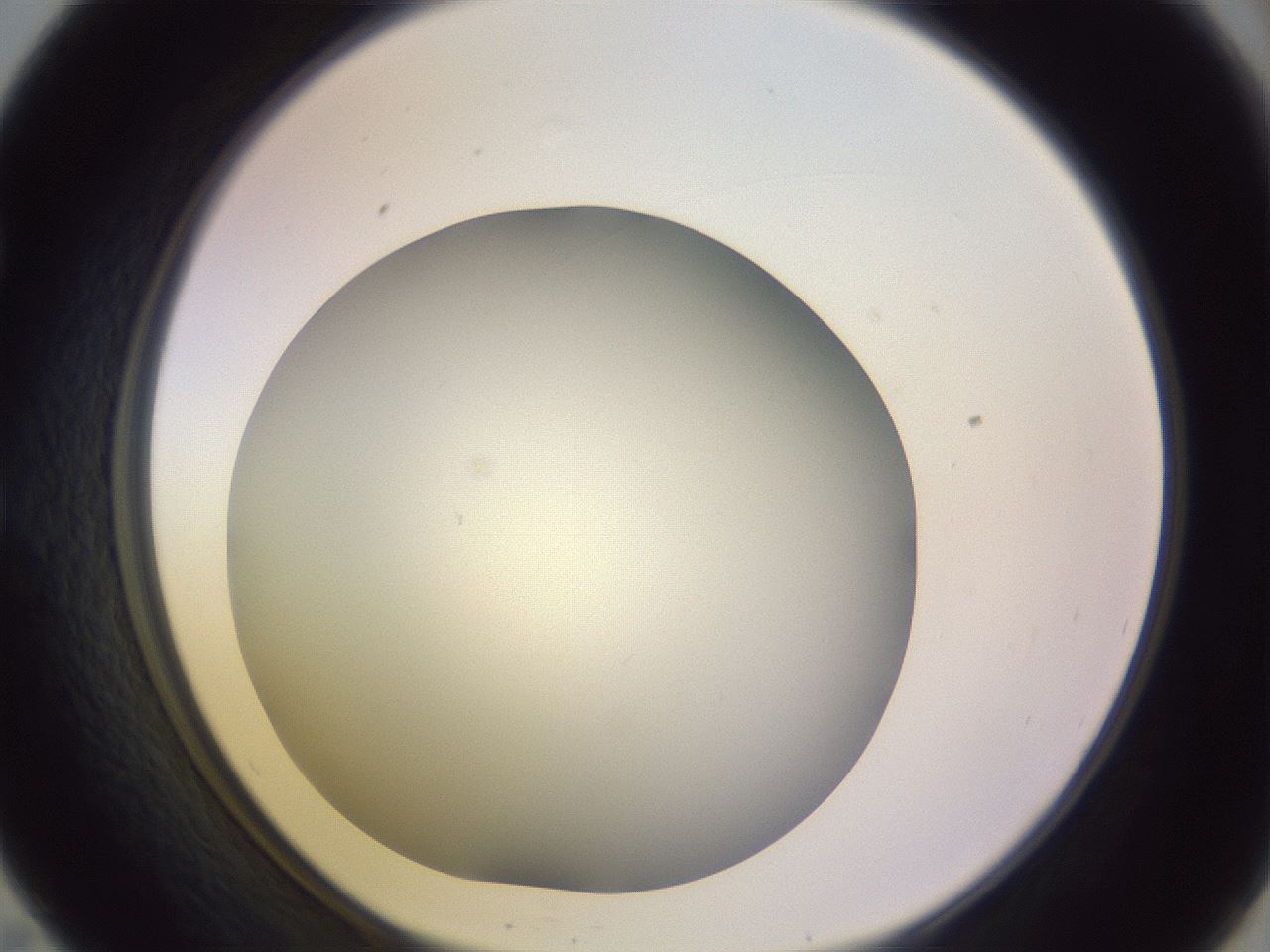folderID372_plateID1372_batchID4734_wellNum57_profileID1_d1_r83400_ef.jpg